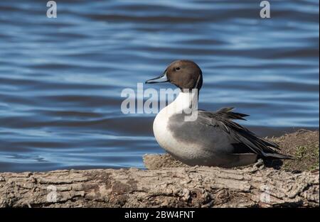 Maschio Nord Pintail, Anas acuta, al Colusa National Wildlife Refuge, California Foto Stock