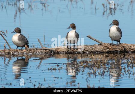 Northern Pintail, Anas acuta, presso il Colusa National Wildlife Refuge, California Foto Stock