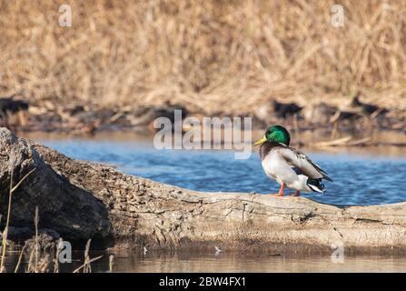 Maschio Mallard, Anas platyrhynchos, al Colusa National Wildlife Refuge, California Foto Stock