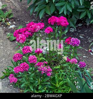 Bellissimi fiori turchi di garofano decorativi adornano molti giardini fioriti. Foto Stock