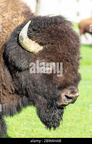 Un bisonte pianeggiante foraggi di erba fresca di sorgente alle sorgenti termali di Mammoth 27 maggio 2020 al Parco Nazionale di Yellowstone, Wyoming. Yellowstone ha riaperto i visitatori del giorno dopo la chiusura a causa della pandemia di coronavirus COVID-19. Foto Stock