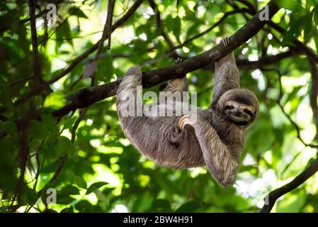 Spiovente divertente, Costa Rica, appeso su albero scratching ventre, cute volto animale ritratto, Foresta pluviale, Bradypus variegatus, bruno-bruno-bruno-bruno-bruno-throated tre-toed sloth Foto Stock
