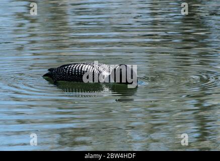 Lone Loon Foto Stock