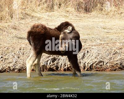 Un giovane alce bue beve acqua dal fiume Verde in primavera al Seedskadee National Wildlife Refugee 23 aprile 2020 nella contea di Sweetwater, Wyoming. Foto Stock