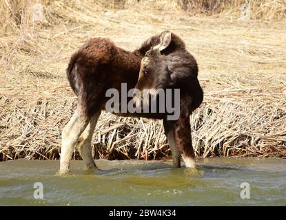 Un giovane alce bue beve acqua dal fiume Verde in primavera al Seedskadee National Wildlife Refugee 23 aprile 2020 nella contea di Sweetwater, Wyoming. Foto Stock