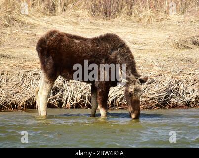 Un giovane alce bue beve acqua dal fiume Verde in primavera al Seedskadee National Wildlife Refugee 23 aprile 2020 nella contea di Sweetwater, Wyoming. Foto Stock