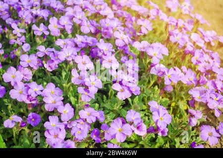 Bella fiori viola Aubrieta in un giardino soleggiato. Aubrieta Deltoidea. Fiore di primavera. Messa a fuoco selettiva Foto Stock