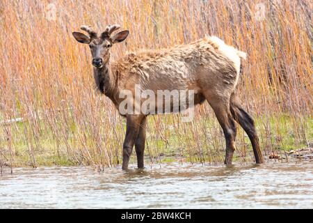 Un alce toro che pascolano lungo il fiume Yellowstone vicino all'entrata nord 17 maggio 2020 al Parco Nazionale di Yellowstone, Wyoming. Yellowstone ha riaperto i visitatori del giorno dopo la chiusura a causa della pandemia di coronavirus COVID-19. Foto Stock