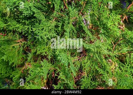 Rami verdi di ginepro per lo sfondo. Messa a fuoco selettiva Foto Stock