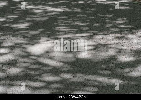 Immagine astratta quasi monocromatica di ombre soleggiate su una corsia rurale della Cornovaglia all'inizio dell'estate. Nelle ombre. Foto Stock