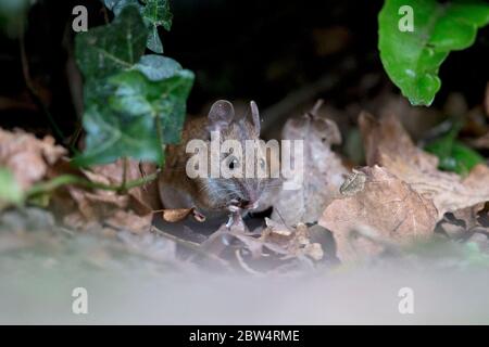 Mouse di legno (Apodemus sylvaticus) Foto Stock