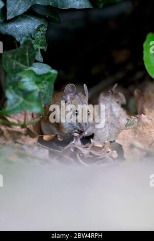 Mouse di legno (Apodemus sylvaticus) Foto Stock