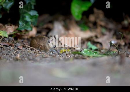 Mouse di legno (Apodemus sylvaticus) Foto Stock