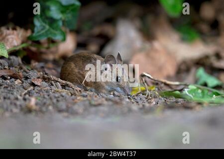 Mouse di legno (Apodemus sylvaticus) Foto Stock