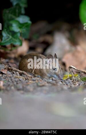 Mouse di legno (Apodemus sylvaticus) Foto Stock