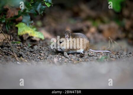 Mouse di legno (Apodemus sylvaticus) Foto Stock