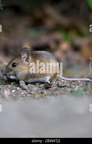 Mouse di legno (Apodemus sylvaticus) Foto Stock