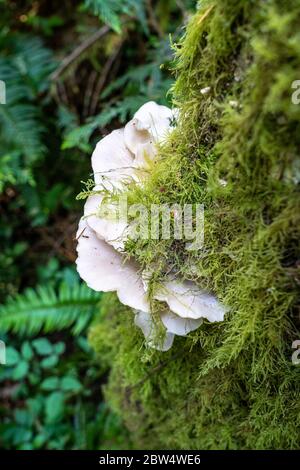 Funghi di ostrica, Pleurotus ostreatus, un funghi di staffa, che cresce su tronco di albero di muschio, Hamilton Marsh, Vancouver Island, British Columbia, Canada Foto Stock