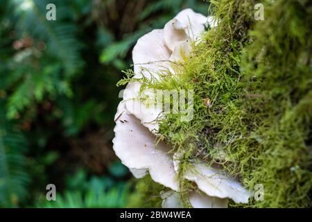 Funghi di ostrica, Pleurotus ostreatus, un funghi di staffa, che cresce su tronco di albero di muschio, Hamilton Marsh, Vancouver Island, British Columbia, Canada Foto Stock