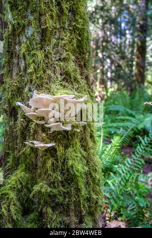 Funghi di ostrica, Pleurotus ostreatus, un funghi di staffa, che cresce su tronco di albero di muschio, Hamilton Marsh, Vancouver Island, British Columbia, Canada Foto Stock