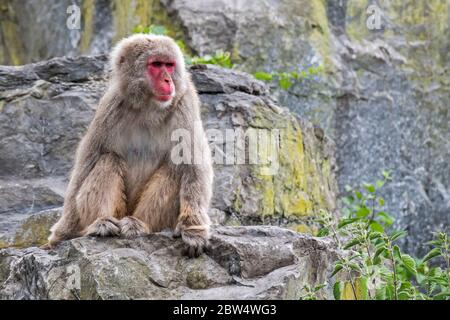 Macaco giapponese / scimmia della neve (Macaca fuscata) seduto in roccia faccia, nativo del Giappone Foto Stock