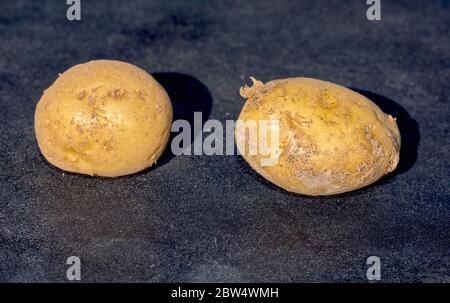 Un paio di patate raccolte di fresco coltivate a casa e non in azienda. Foto Stock