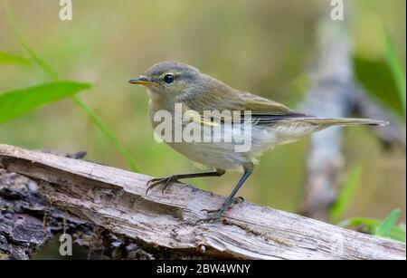 chiffchaff comune (Phylloscopus collybita) guardando curiosamente su secco albero di ceppo in primavera Foto Stock