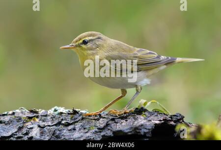 Glowomy Wood Warbler (Phylloscopus sibilatrix) semplice posa in foresta di sping con sfondo verde Foto Stock