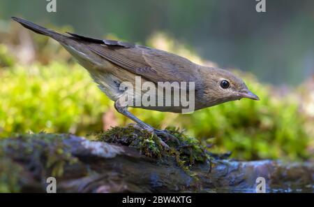 Allertato Giardino Warbler (sylvia borin) che posano sul ramo mussoso vicino al terreno forestale Foto Stock