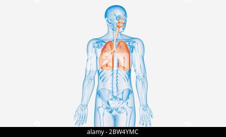 illustrazione 3d dei polmoni su un modello 3d a lunghezza intera Foto Stock