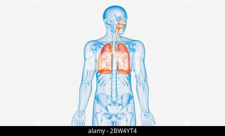 illustrazione 3d dei polmoni su un modello 3d a lunghezza intera Foto Stock