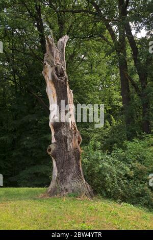 Parco Muzakowski (Parco von Muskau) vicino a Leknica. Patrimonio dell'umanità dell'UNESCO. Polonia Foto Stock