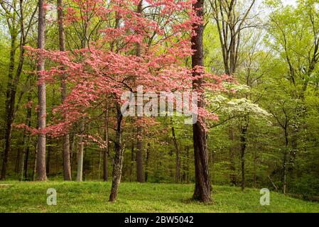 Rosa in bianco alberi di dogwood fiorente sul bordo di una foresta. Foto Stock