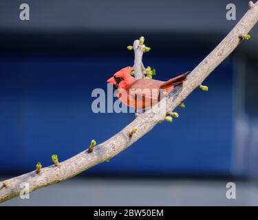 Maschio cardinale del nord seduto su un ramo lateralmente su uno sfondo blu Foto Stock
