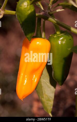 Peperoncini verdi e gialli che crescono sulla pianta del peperoncino, varietà Cheyenne. Foto Stock