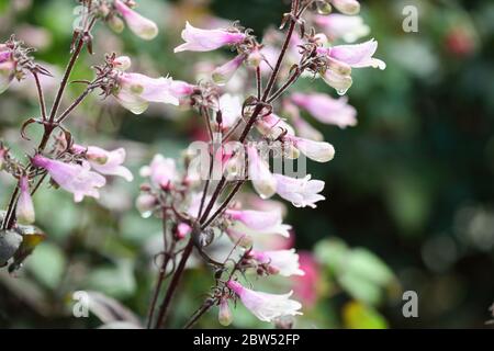 Primo piano di Penstemon coperto di rugiada mattina, crescendo un bordo di giardino di fiori soleggiati. La pianta ha fiori rosa e viola/verde voliage. Messa a fuoco selettiva w Foto Stock