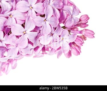 Macro foto dei fiori di un arbusto lilla di Heirloom (Syringa vulgaris) Foto Stock