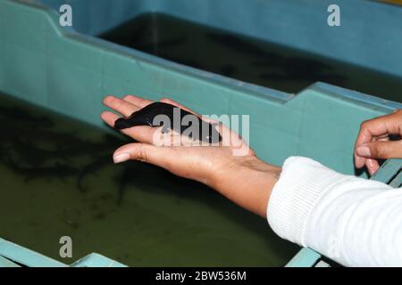 Una mano che tiene Axolotl nel distretto di Xochimilco nella città del Messico. Ambystoma mexicanum. Foto Stock
