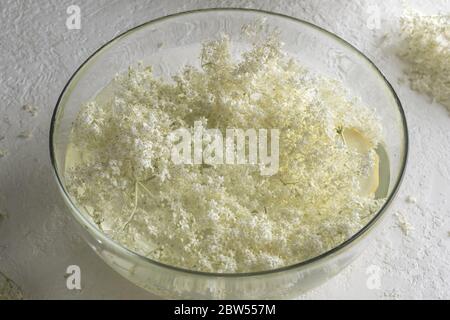 Fiori freschi di sambuco e limone macerazione in acqua - preparazione di sciroppo di erba Foto Stock