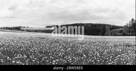 Comune andelione palle di soffiaggio in paesaggio rurale panoramico. Taraxacum officinale. Panorama naturale in bianco e nero. Teste di seme fragili in prato di primavera. Foto Stock