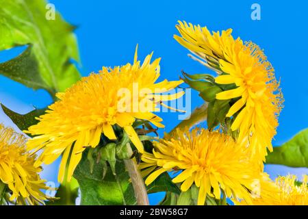 Primo piano di teste di fiori di dente di leone giallo su sfondo azzurro cielo blu. Taraxacum officinale. Dettagli realistici di vivaci fioriture primaverili e foglie verdi. Foto Stock
