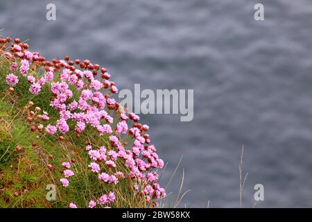 Fiori rosa sulla riva del mare in Irlanda Foto Stock
