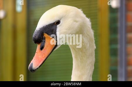 Cigno bianco che fa onde su un lago in Irlanda Foto Stock