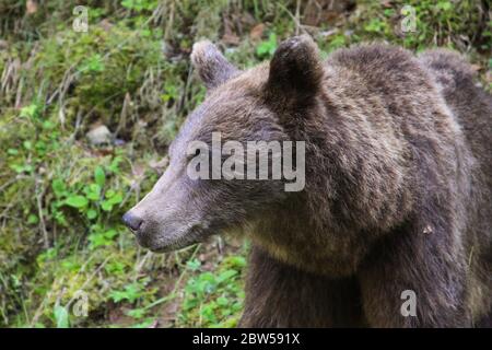 Orso bruno nella natura selvaggia in Transilvania, Romania. L'orso bruno è una specie di orso che si trova in gran parte dell'Eurasia settentrionale e del Nord America. Foto Stock