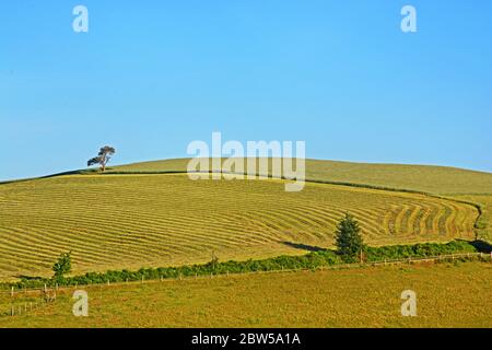 Fieno, pianura Limagne, Issoire, Auvergne, Massiccio-centrale, Francia Foto Stock