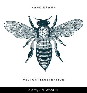 Ape. Illustrazione vettoriale di stile vintage dell'ape del miele. Illustrazione Vettoriale