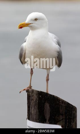 Aringa gabbiano Southwold Suffolk UK Foto Stock