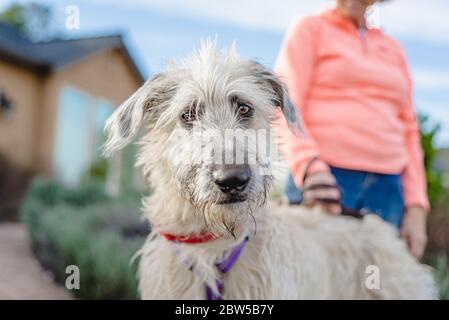 Cucciolo di wolfhound irlandese in piedi all'aperto, guardando la macchina fotografica Foto Stock