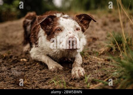 Bordo marrone e bianco Collie che preserda e posa in fango Foto Stock