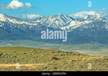 bison bull e vitello ai piedi delle colline sotto le montagne pazze vicino salice, montana Foto Stock